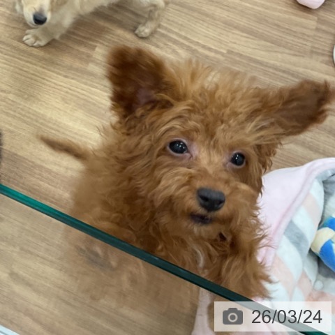 トイ・プードルの写真