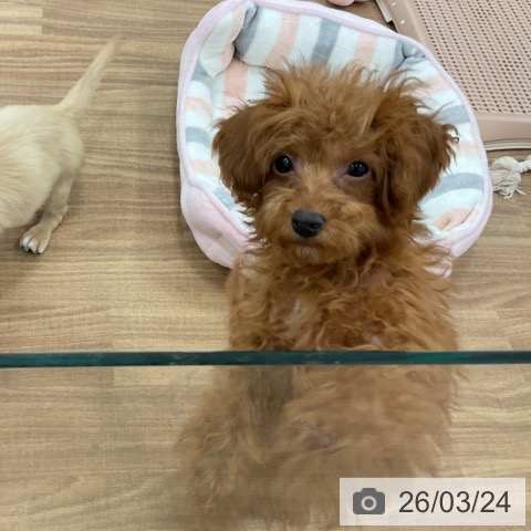 トイ・プードルの写真