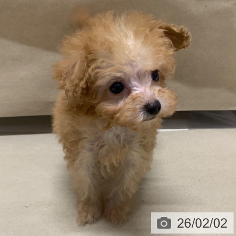 千葉県のトイプードル(トイ) (ペットプラス 幕張新都心店/2025年11月23日生まれ/女の子/アプリコット)の子犬の3枚目の画像