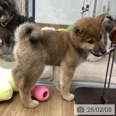 東京都の柴犬(標準サイズ) (ペッツワン 青梅インター店/2025年11月28日生まれ/女の子/赤)の子犬の3枚目の画像