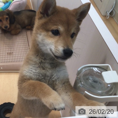 神奈川県の柴犬(標準サイズ) (ペットプラス 海老名店/2025年11月28日生まれ/女の子/赤)の子犬の4枚目の画像