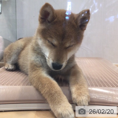 神奈川県の柴犬(標準サイズ) (ペットプラス 海老名店/2025年11月28日生まれ/女の子/赤)の子犬の3枚目の画像
