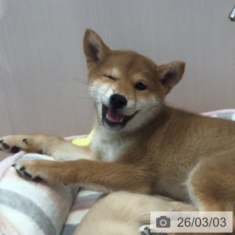 神奈川県の柴犬(標準サイズ) (ペットプラス 海老名店/2025年11月28日生まれ/女の子/赤)の子犬の4枚目の画像