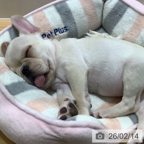 山梨県のフレンチブルドッグ (ペットプラス 甲府昭和店/2025年11月28日生まれ/男の子/クリーム)の子犬の3枚目の画像