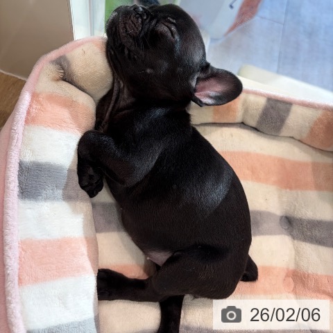 神奈川県のフレンチブルドッグ (ペットプラス ゆめが丘ソラトス店/2025年11月28日生まれ/女の子/ブリンドル)の子犬の4枚目の画像