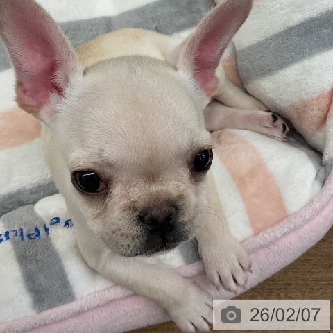 千葉県のフレンチブルドッグ (ペッツワン 千葉ニュータウン店/2025年11月28日生まれ/女の子/クリーム)の子犬の3枚目の画像