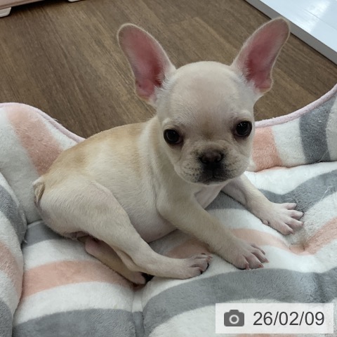 千葉県のフレンチブルドッグ (ペッツワン 千葉ニュータウン店/2025年11月28日生まれ/女の子/クリーム)の子犬の3枚目の画像