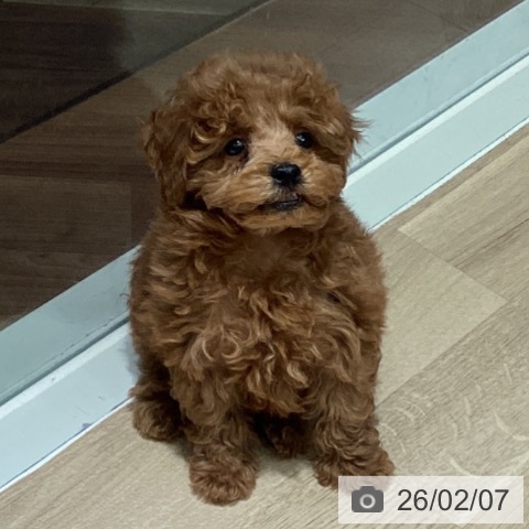 埼玉県のトイプードル(トイ) (ペットプラス イオンモール春日部店/2025年12月5日生まれ/男の子/レッド)の子犬の3枚目の画像