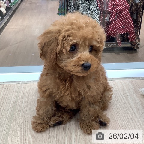 トイ・プードルの写真