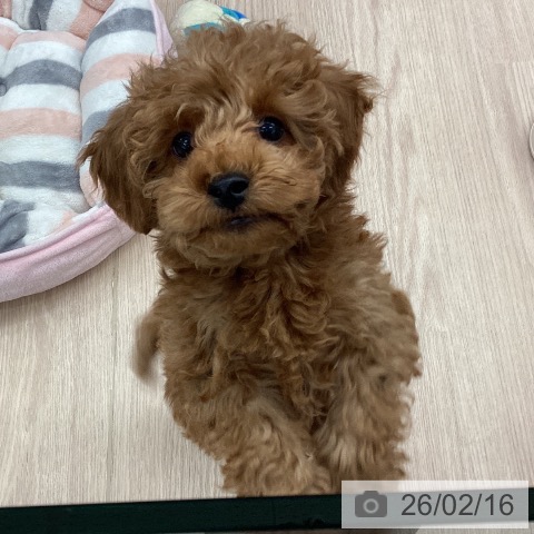 埼玉県のトイプードル(トイ) (ペットプラス 川口店/2025年12月5日生まれ/男の子/レッド)の子犬の4枚目の画像