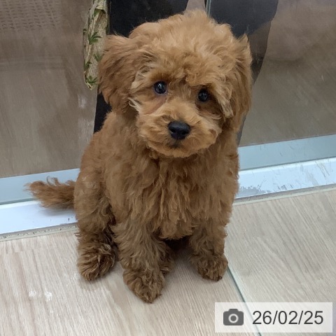 埼玉県のトイプードル(トイ) (ペットプラス 川口店/2025年12月5日生まれ/男の子/レッド)の子犬の4枚目の画像