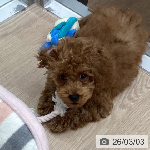 埼玉県のトイプードル(トイ) (ペットプラス 川口店/2025年12月5日生まれ/男の子/レッド)の子犬の4枚目の画像