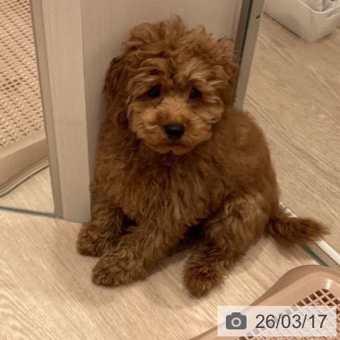 埼玉県のトイプードル(トイ) (ペットプラス 川口店/2025年12月5日生まれ/男の子/レッド)の子犬の4枚目の画像