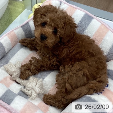 埼玉県のトイプードル(トイ) (ペットプラス 川口店/2025年12月5日生まれ/男の子/レッド)の子犬の3枚目の画像