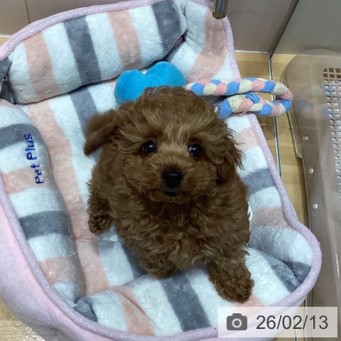 埼玉県のトイプードル(トイ) (ペットプラス 与野店/2025年12月5日生まれ/女の子/レッド)の子犬の4枚目の画像