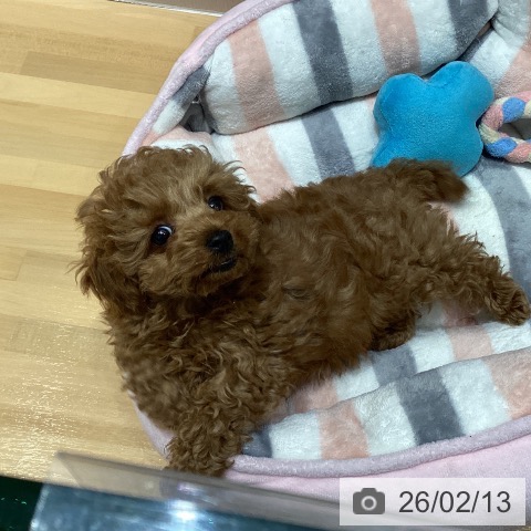 埼玉県のトイプードル(トイ) (ペットプラス 与野店/2025年12月5日生まれ/女の子/レッド)の子犬の3枚目の画像