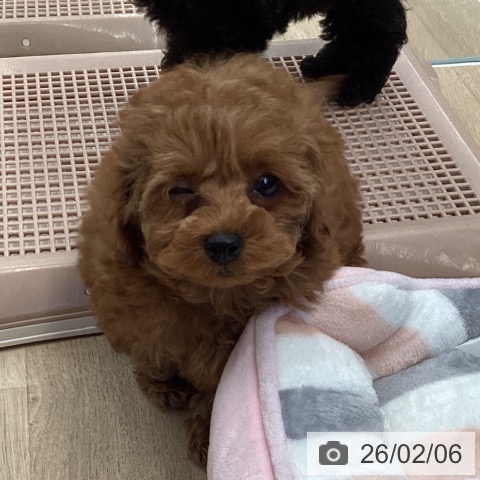 東京都のトイプードル(トイ) (ペットプラス むさし村山店/2025年12月5日生まれ/女の子/レッド)の子犬の4枚目の画像