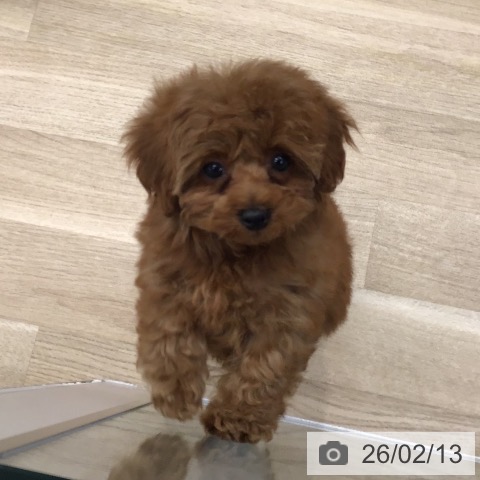 東京都のトイプードル(トイ) (ペットプラス むさし村山店/2025年12月5日生まれ/女の子/レッド)の子犬の4枚目の画像