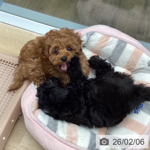 東京都のトイプードル(トイ) (ペットプラス むさし村山店/2025年12月5日生まれ/女の子/レッド)の子犬の3枚目の画像