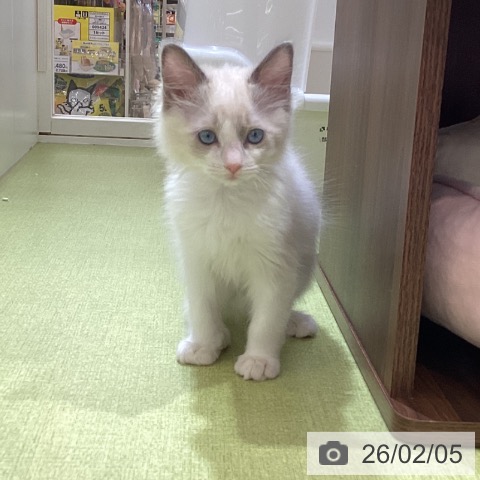 埼玉県のラグドール (ペットプラス 羽生店/2025年11月30日生まれ/男の子/ブルーポイントバイカラー)の子猫の4枚目の画像