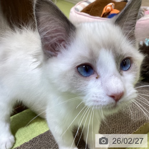 埼玉県のラグドール (ペットプラス 羽生店/2025年11月30日生まれ/男の子/ブルーポイントバイカラー)の子猫の4枚目の画像
