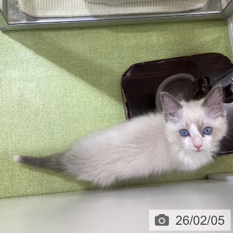 埼玉県のラグドール (ペットプラス 羽生店/2025年11月30日生まれ/男の子/ブルーポイントバイカラー)の子猫の3枚目の画像