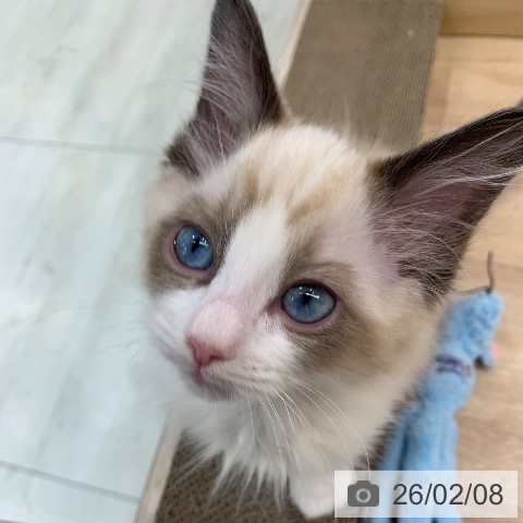 東京都のラグドール (ペットプラス アクアシティお台場店/2025年11月30日生まれ/男の子/シールポイントバイカラー)の子猫の4枚目の画像