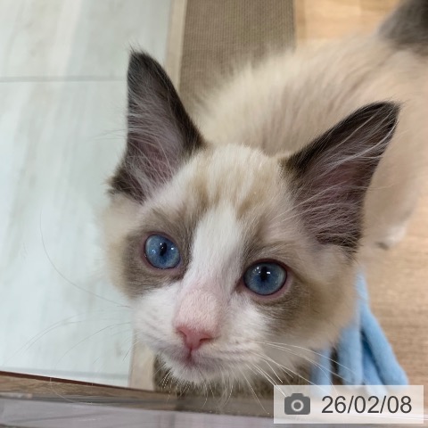 東京都のラグドール (ペットプラス アクアシティお台場店/2025年11月30日生まれ/男の子/シールポイントバイカラー)の子猫の3枚目の画像