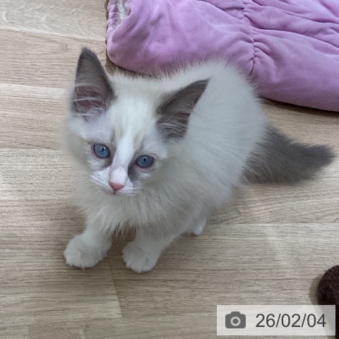 ラグドールの写真