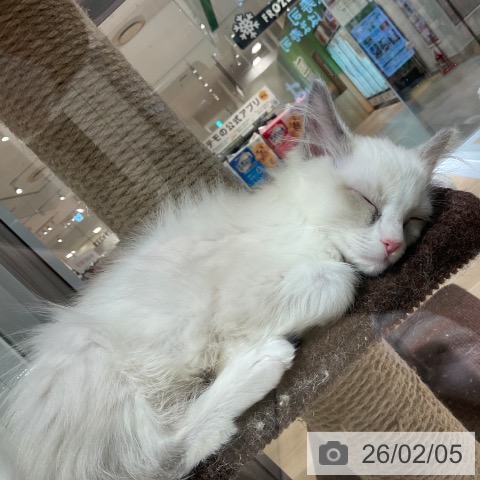 ラグドールの写真