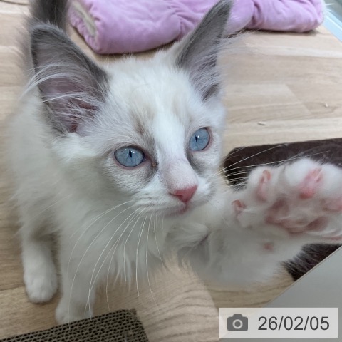 ラグドールの写真