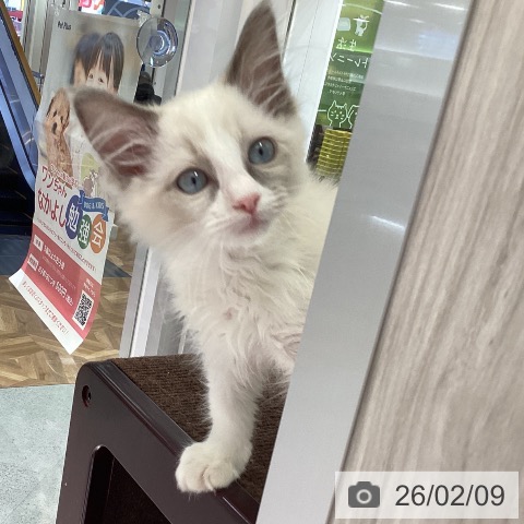 東京都のラグドール (ペットプラス 立川高島屋S.C.店/2025年11月30日生まれ/女の子/ブルーポイントバイカラー)の子猫の3枚目の画像