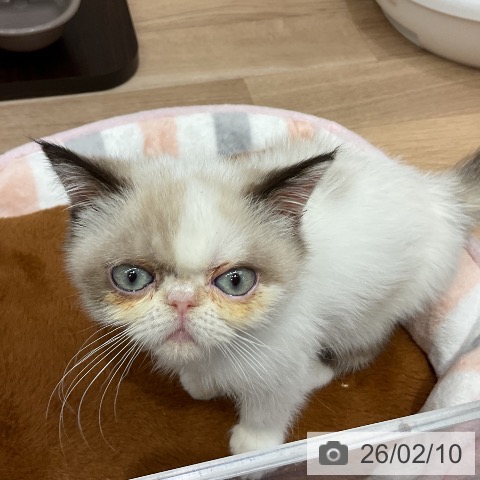 エキゾチックの写真