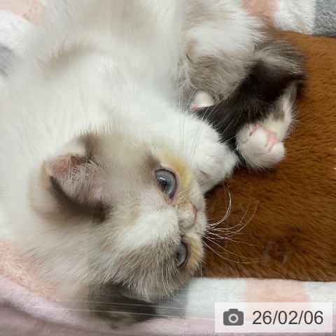 埼玉県のエキゾチック (ペットプラス 与野店/2025年11月15日生まれ/女の子/シールポイントホワイト)の子猫の4枚目の画像