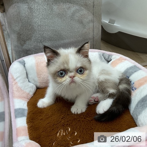 埼玉県のエキゾチック (ペットプラス 与野店/2025年11月15日生まれ/女の子/シールポイントホワイト)の子猫の3枚目の画像