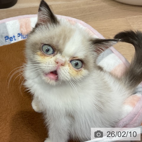 埼玉県のエキゾチック (ペットプラス 与野店/2025年11月15日生まれ/女の子/シールポイントホワイト)の子猫の3枚目の画像