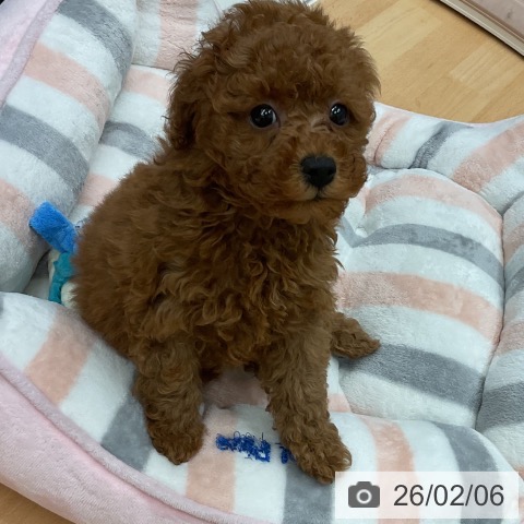 千葉県のトイプードル(トイ) (ペットプラス 成田店/2025年12月5日生まれ/男の子/レッド)の子犬の4枚目の画像