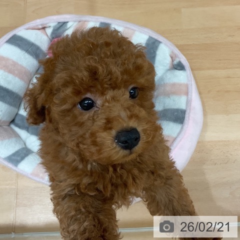 千葉県のトイプードル(トイ) (ペットプラス 成田店/2025年12月5日生まれ/男の子/レッド)の子犬の4枚目の画像