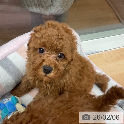 千葉県のトイプードル(トイ) (ペットプラス 成田店/2025年12月5日生まれ/男の子/レッド)の子犬の3枚目の画像
