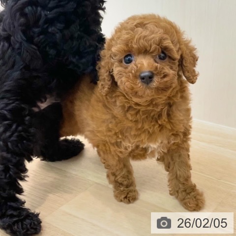 神奈川県のトイプードル(トイ) (ペットプラス 相模原並木店/2025年12月5日生まれ/女の子/レッド)の子犬の3枚目の画像