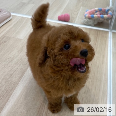 神奈川県のトイプードル(トイ) (ペットプラス 相模原並木店/2025年12月5日生まれ/女の子/レッド)の子犬の3枚目の画像