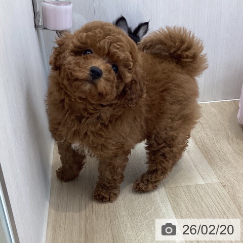 神奈川県のトイプードル(トイ) (ペットプラス 相模原並木店/2025年12月5日生まれ/女の子/レッド)の子犬の3枚目の画像