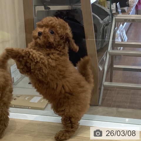 神奈川県のトイプードル(トイ) (ペットプラス モザイクモール港北店/2025年12月5日生まれ/女の子/レッド)の子犬の4枚目の画像