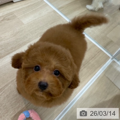 神奈川県のトイプードル(トイ) (ペットプラス モザイクモール港北店/2025年12月5日生まれ/女の子/レッド)の子犬の3枚目の画像