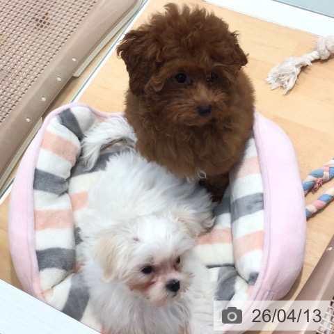 神奈川県のトイプードル(トイ) (ペットプラス 海老名店/2025年12月5日生まれ/女の子/レッド)の子犬の4枚目の画像