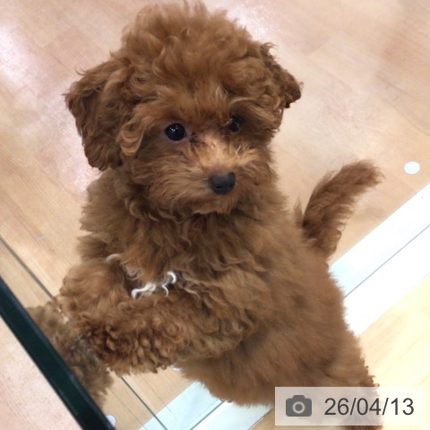 神奈川県のトイプードル(トイ) (ペットプラス 海老名店/2025年12月5日生まれ/女の子/レッド)の子犬の3枚目の画像