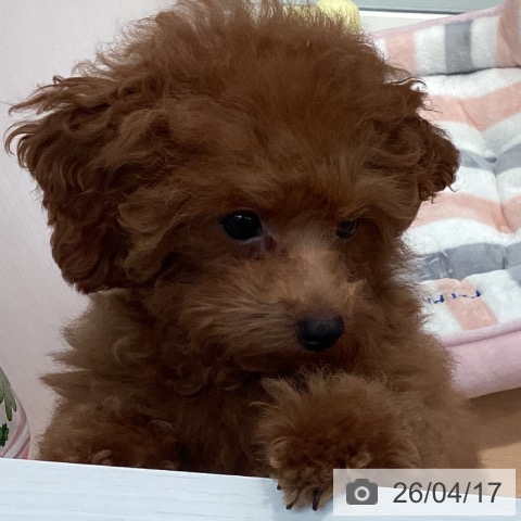 神奈川県のトイプードル(トイ) (ペットプラス 海老名店/2025年12月5日生まれ/女の子/レッド)の子犬の4枚目の画像