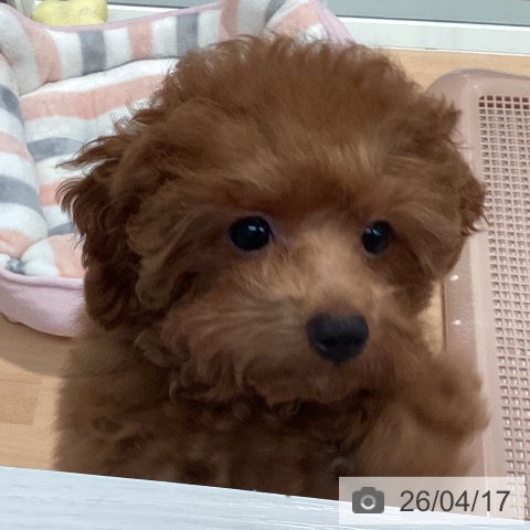 神奈川県のトイプードル(トイ) (ペットプラス 海老名店/2025年12月5日生まれ/女の子/レッド)の子犬の3枚目の画像