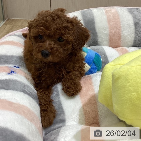 トイ・プードルの写真