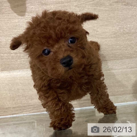 東京都のトイプードル(トイ) (ペットプラス MARK IS 葛飾かなまち店/2025年12月5日生まれ/女の子/レッド)の子犬の3枚目の画像